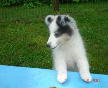 One of our beautiful Healthy, Happy Quality Sheltie pups!