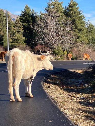 Cows, goats and black pigs roam the high roads of Corsica, its their land too.