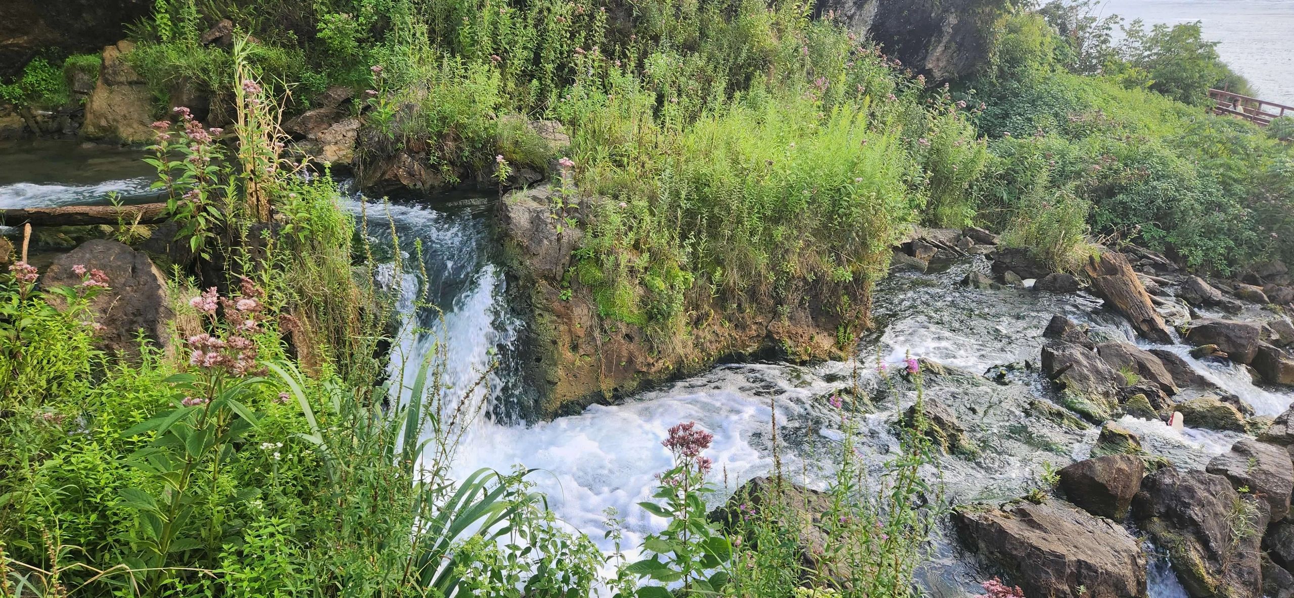 A small waterfall surrounded by lush green plants and rocks.