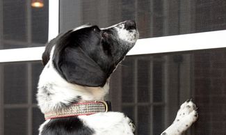 enclosure painting; pool enclosure paint; screen enclosure painting;enclosures painters pool; cage