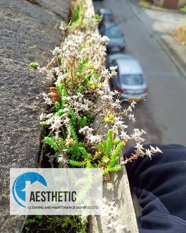 Weeds and foliage growing in gutter. Gutter cleaning Barnsley