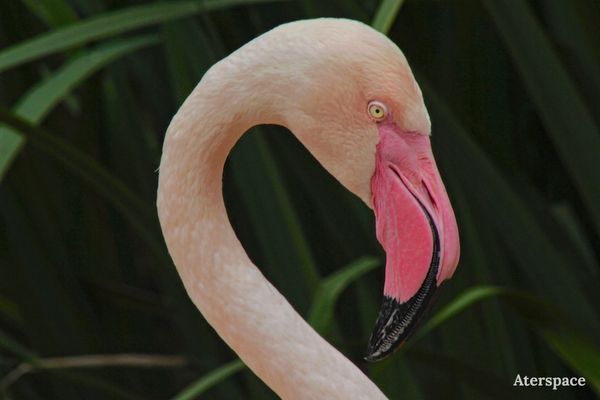 Close-up of a flamingo's head and neck against a dark leafy background.