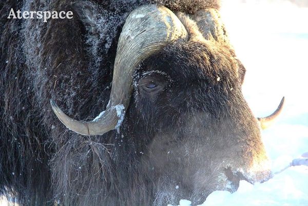 Ox in Alaska