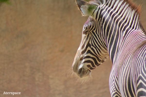 Zebra Stare