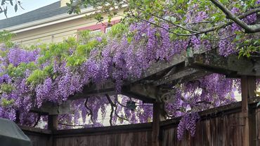 Elegant Wisteria in Bloom