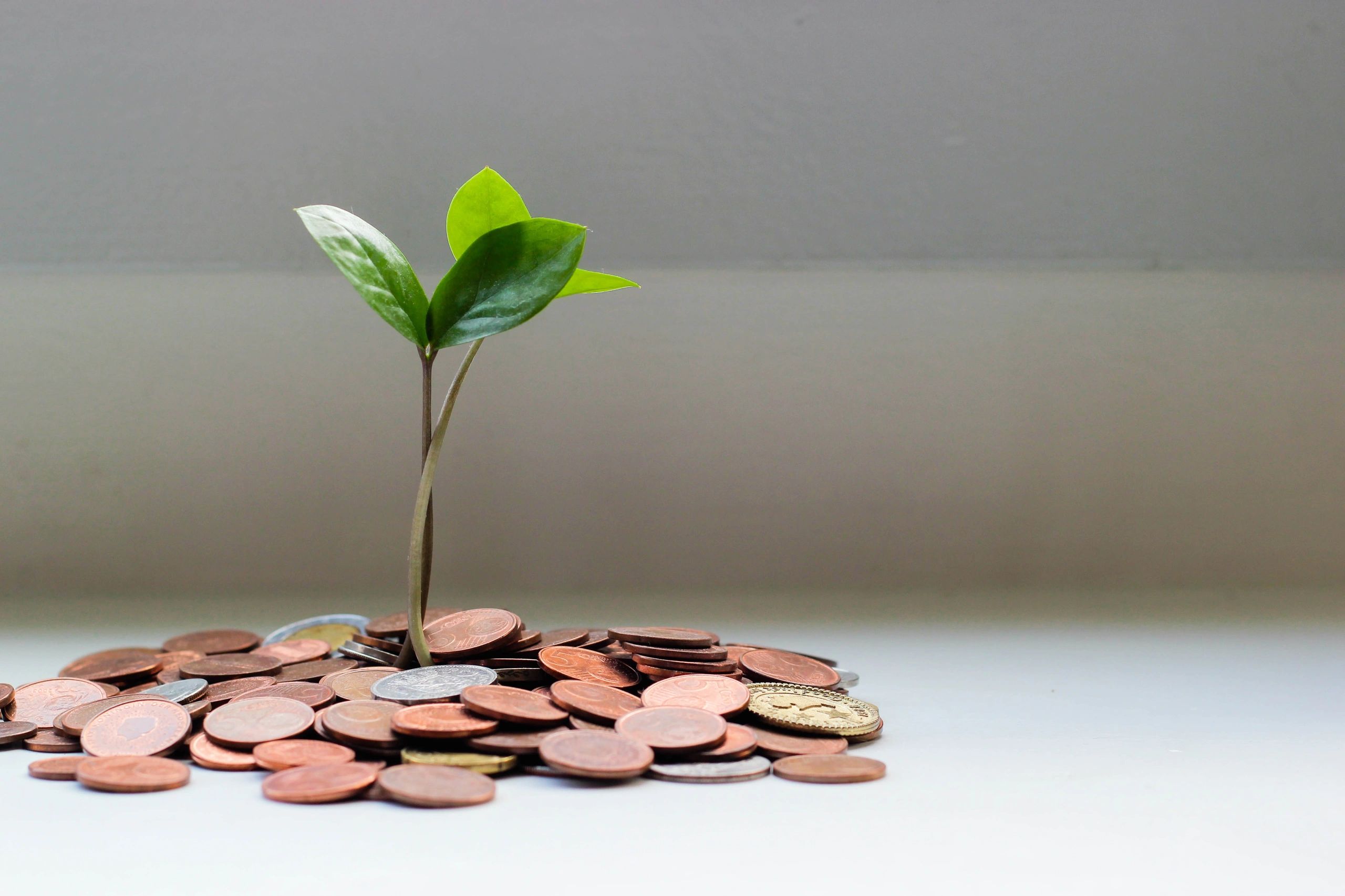 A money tree. A pile of coins on the ground with a green plant growing out of it.