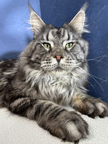 Purebred Maine Coon Kitten Cat Kittens Cats Seattle Tacoma Washington Oregon Idaho California
