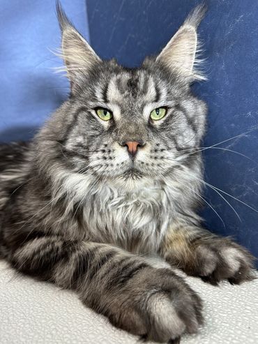 Purebred Maine Coon Kitten Cat Kittens Cats Seattle Tacoma Washington Oregon Idaho California