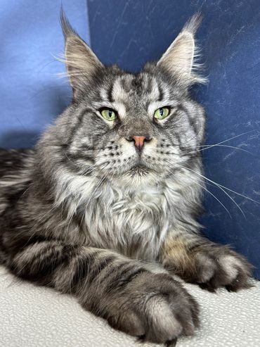 Purebred Maine Coon Kitten Cat Kittens Cats Seattle Tacoma Washington Oregon Idaho California