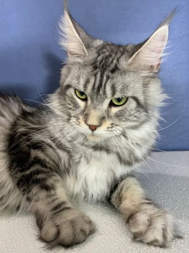 Purebred Maine Coon Kitten Cat Kittens Cats Seattle Tacoma Washington Oregon Idaho California