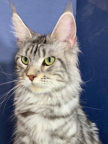 Purebred Maine Coon Kitten Cat Kittens Cats Seattle Tacoma Washington Oregon Idaho California