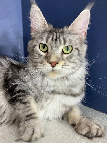 Purebred Maine Coon Kitten Cat Kittens Cats Seattle Tacoma Washington Oregon Idaho California
