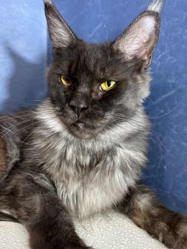 Purebred Maine Coon Kitten Cat Kittens Cats Seattle Tacoma Washington Oregon Idaho California