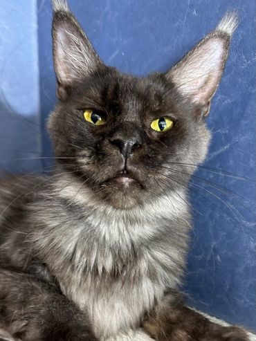 Purebred Maine Coon Kitten Cat Kittens Cats Seattle Tacoma Washington Oregon Idaho California