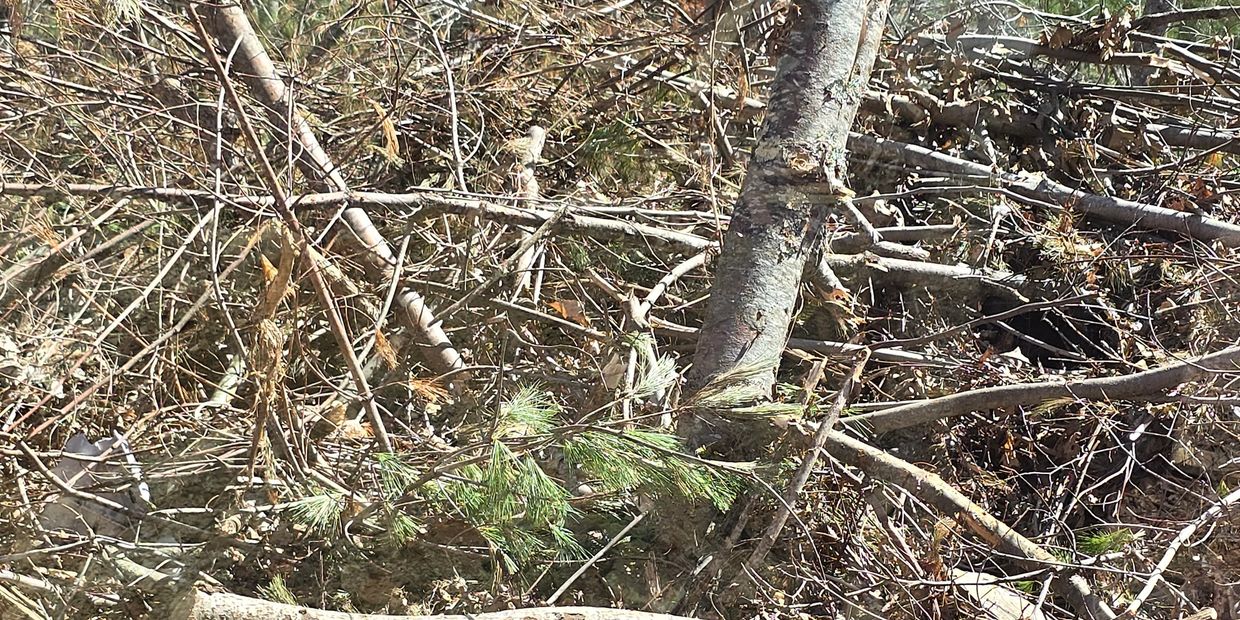 Pile of fallen tree branches in a wooded area on a sunny day.