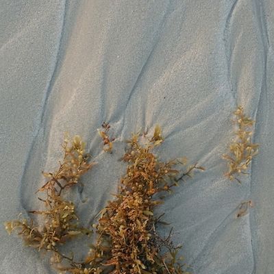 Dry plant remnants on smooth, rippled sand surface.