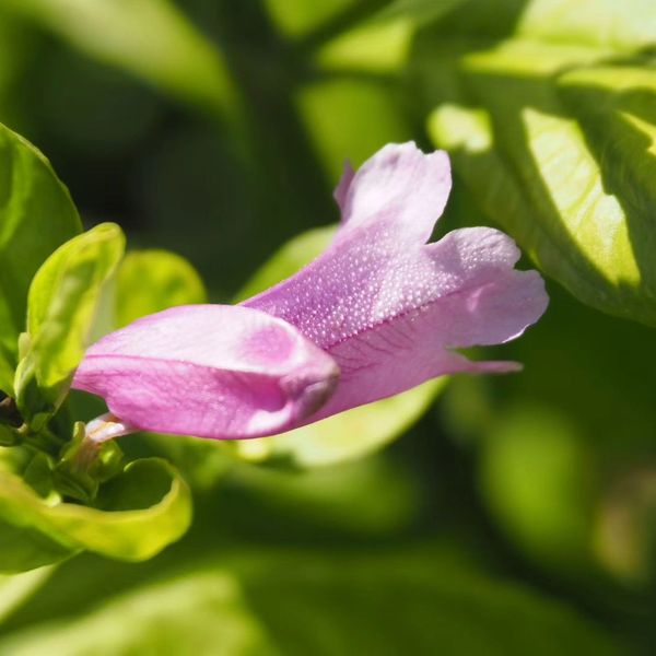 Close-up of a pink flower bud with green leaves.
