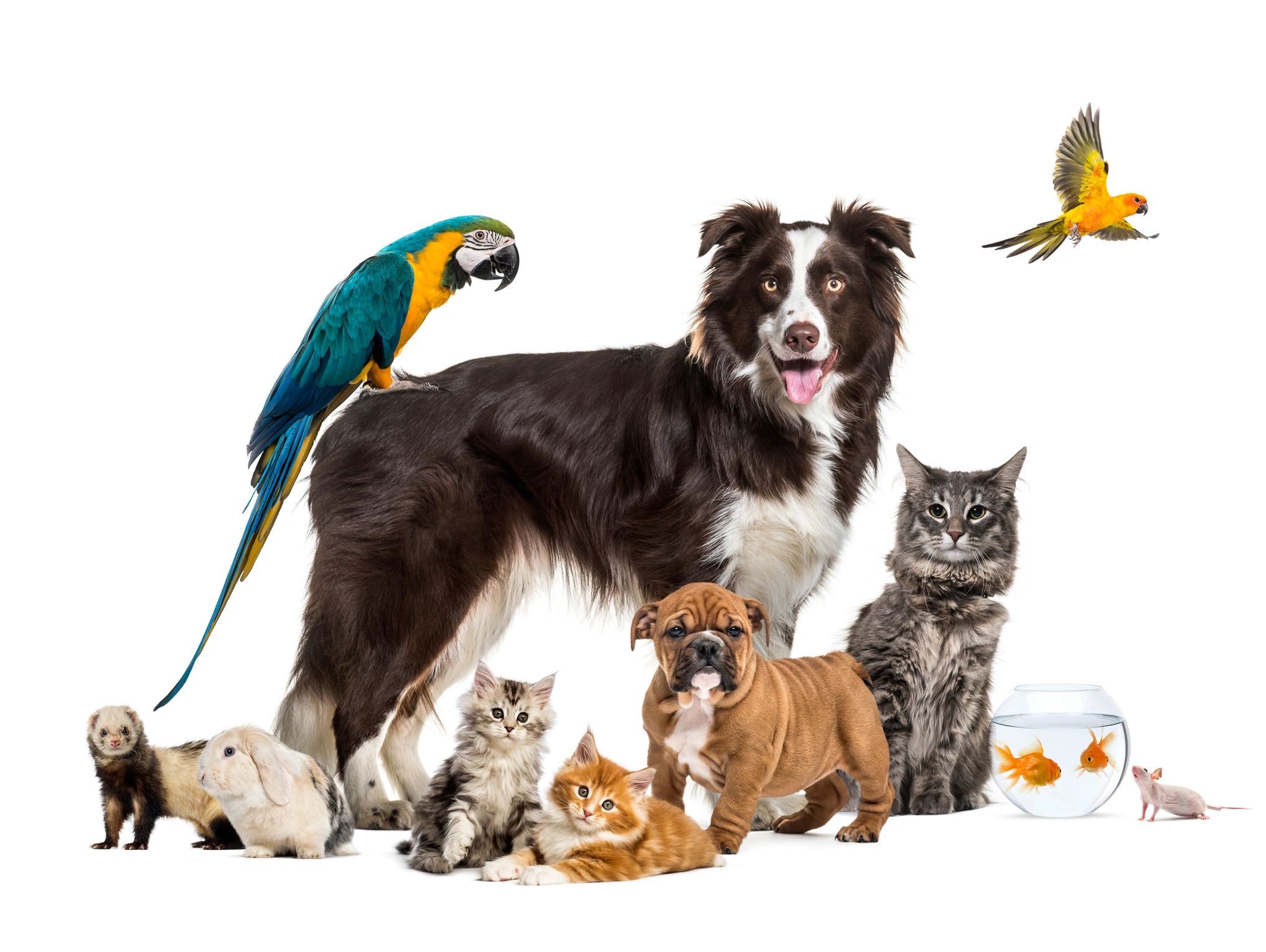 Variety of pets with Macaw Parrot sitting on Border Collie, dog walking and in home pet sitting.