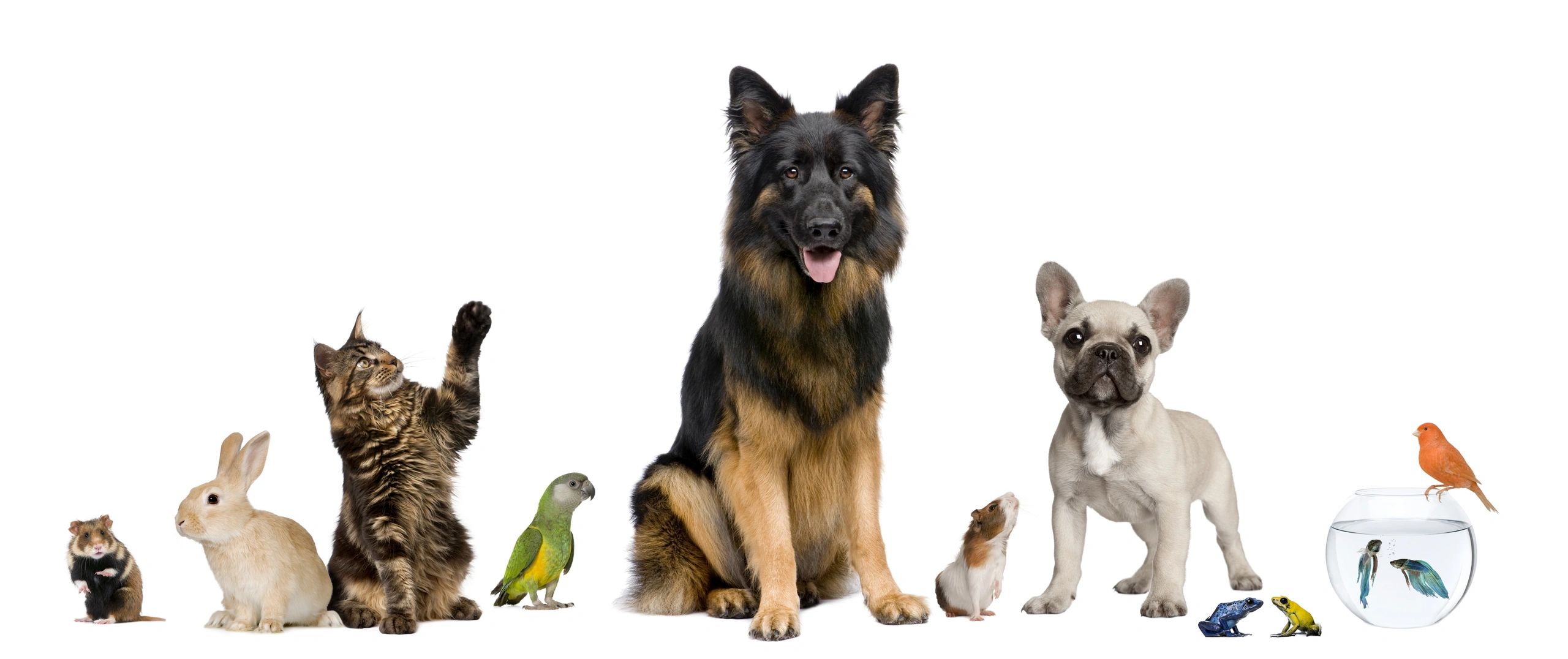 Rabbit, cat, parrot, German Shepherd, Guinea Pig, French Bulldog, frogs and fish for pet sitting.