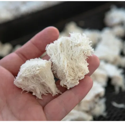 Hand holding two white, shaggy mushrooms.
