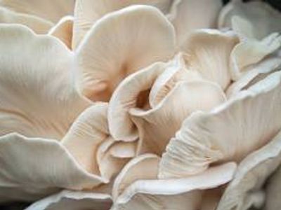 Close-up of white oyster mushrooms clustered together.