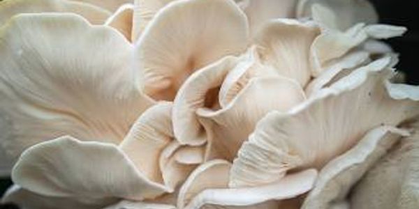Close-up of white oyster mushrooms.
