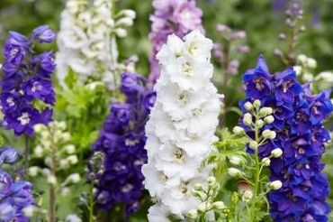 delphinium