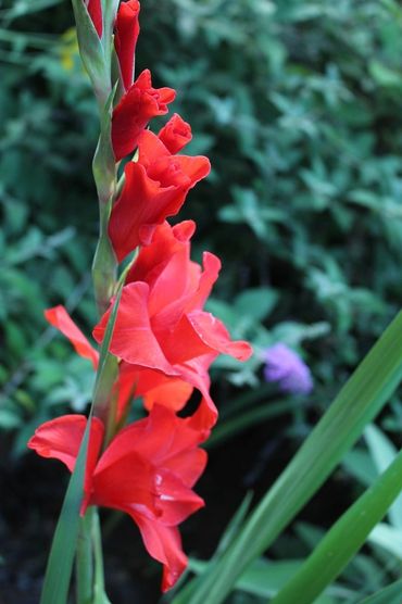 gladiola