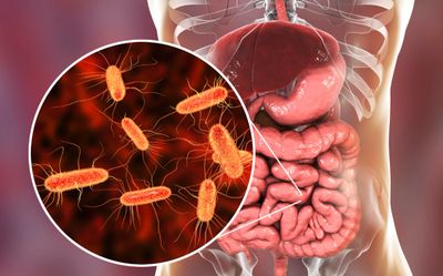 Weight Gain, Gut Health, Diet Matters