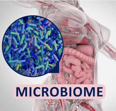 Gut Health, Microbiome Disruption, Weight Gain