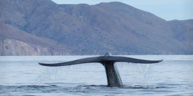 BLUE WHALE WATCHING