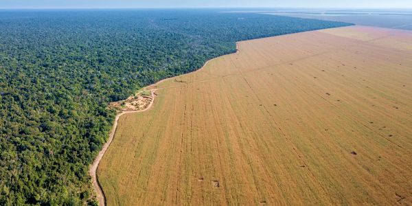 The universe continues to expand like a great forest feeding on nutant rich soil