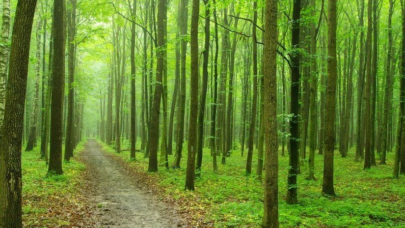 Universe = Forest, Trees = Galaxies, Leaves = Stars, Soil = Dark matter, nutrients = dark energy