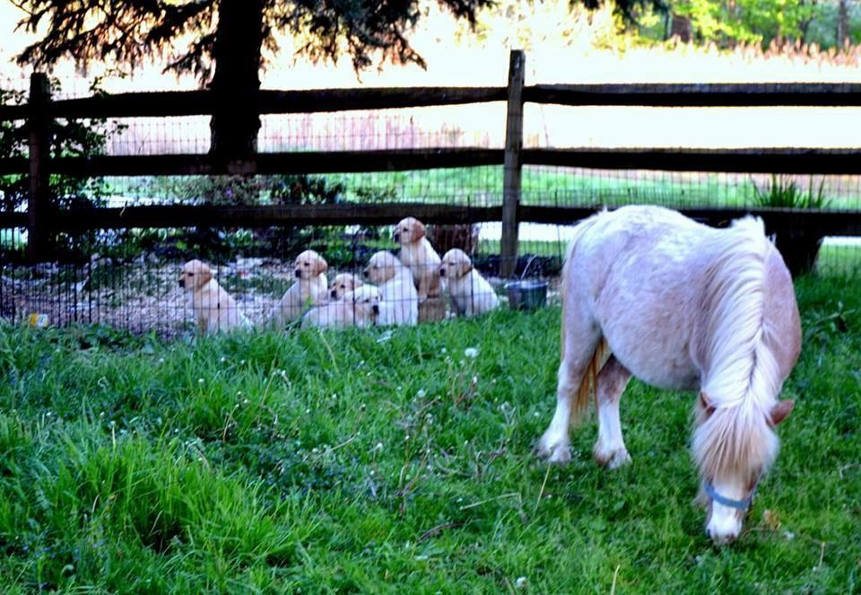 Kerrybrook Dual Purpose Labradors
