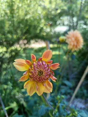 Garden design in Wollongong