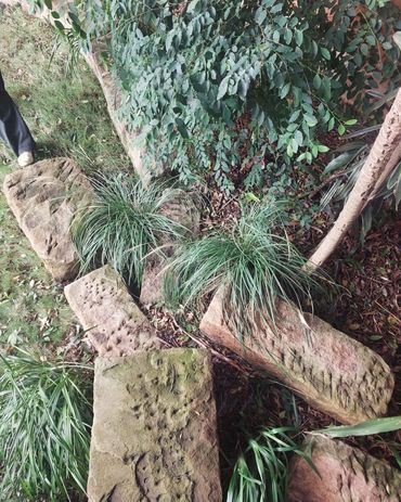 Sydney Garden - an edible and low maintenance garden in the Inner West, Sydney
