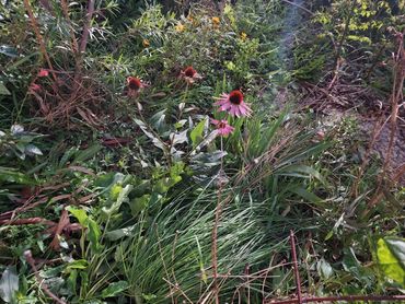 pollinator friendly garden in Wollongong