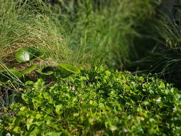 Illawarra local landscape design