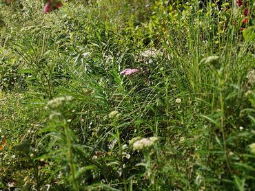 meadow garden in Figtree