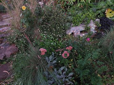 nature positive design in the Illawarra