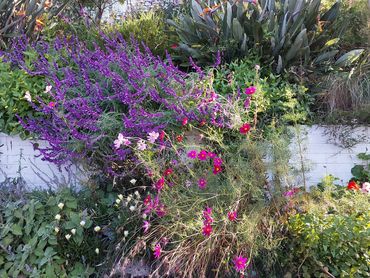 verge garden low maintenance