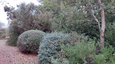 Kangaroo Valley native planting