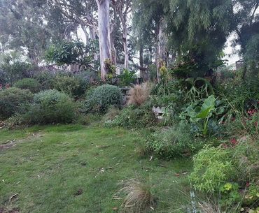 naturalistic garden in Figtree
Mostly native and all climate and water sensitive planting