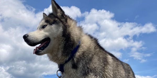 Shadow assists with nature connection and personal growth during forest therapy experiences