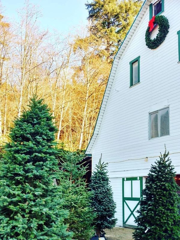 Christmas Trees in front of a barn
