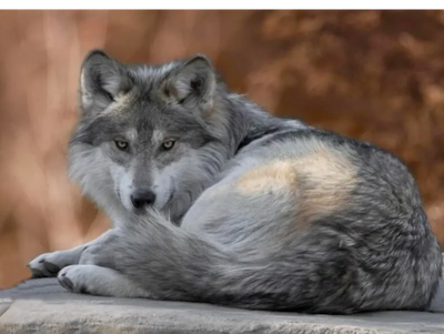 Wolfe