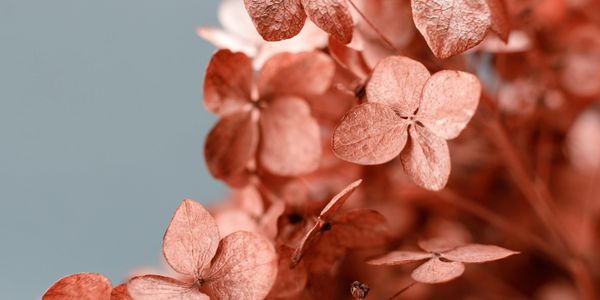 Close-up of delicate dried pink flowers against a soft blue background.