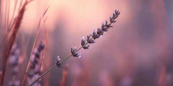 Close-up of a lavender flower with a soft pink background.
