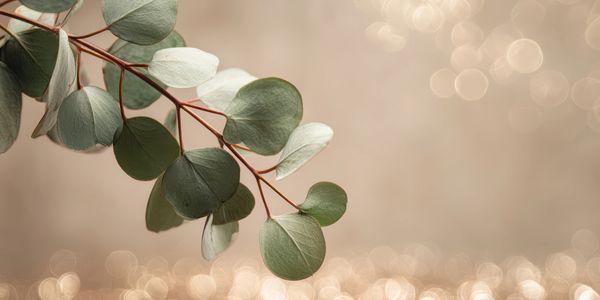 Close-up of eucalyptus branch with soft bokeh background.