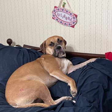 Brown dog resting on a bed with blue bedding.